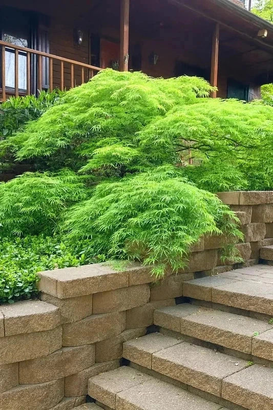 Erable du Japon 'Flavescens' - Greffé - H.125/150cm - Pot de 50 litres - Image 2