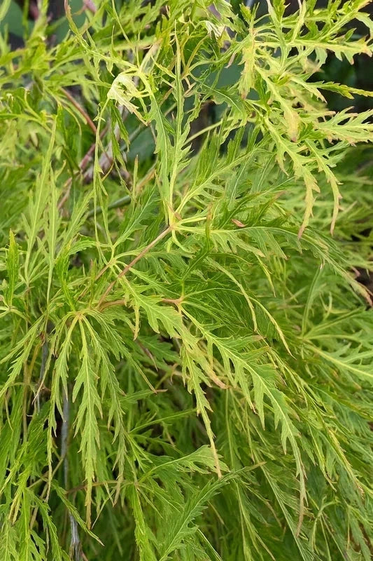 Érable du Japon 'Flavescens' - Greffé - H.80/100cm - Pot de 15 litres