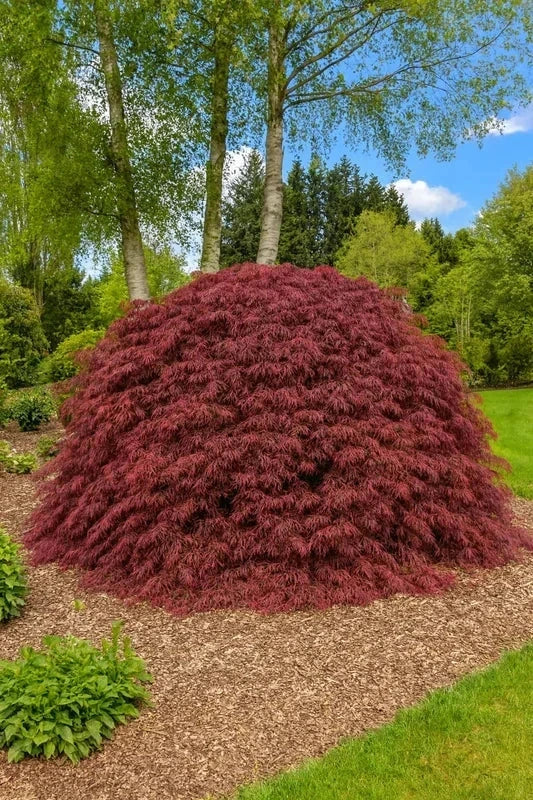 Érable du Japon 'Garnet' - Greffé - H.125/150cm - Pot de 50 litres