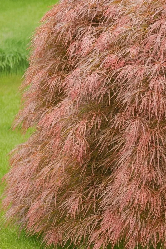 Erable du Japon 'Garnet' - Greffé - H.80/100cm - Pot de 15 litres - Image 2