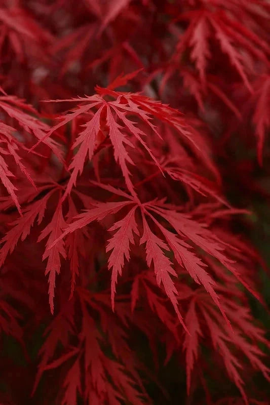 Erable du Japon 'Garnet' - Greffé - H.80/100cm - Pot de 15 litres - Image 3