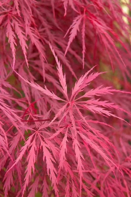 Érable du Japon 'Inaba-Shidare' - Greffé - H.60/80cm - Pot de 7 litres