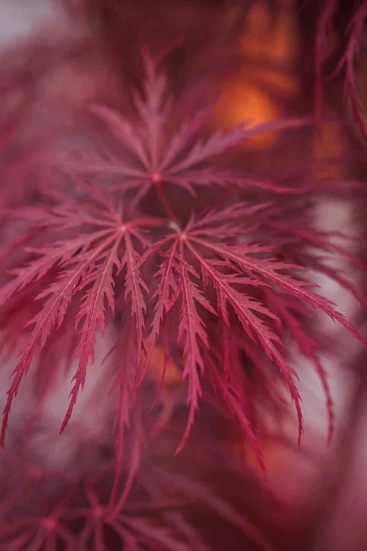 Érable du Japon 'Inaba-Shidare' - Greffé - H.60/80cm - Pot de 7 litres - Image 3