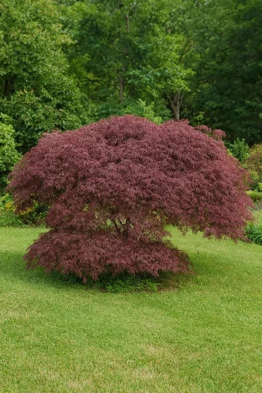 Erable du Japon 'Inaba-Shidare' - Greffé - H.80/100cm - Pot de 15 litres - Image 1