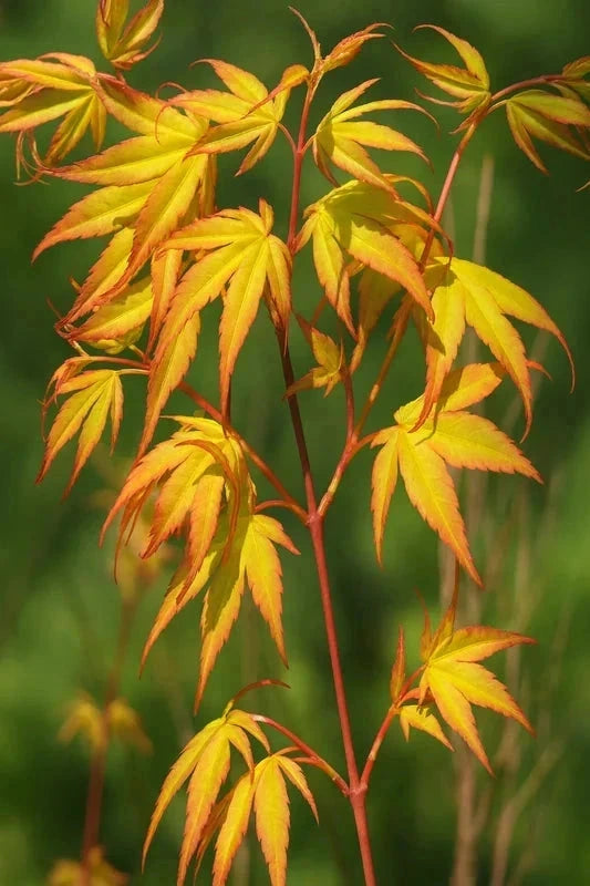Érable du Japon 'Katsura' - Greffé - H.60/80cm - Pot de 7 litres