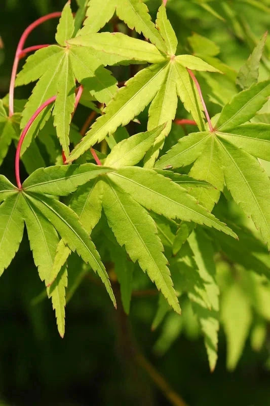 Érable du Japon 'Katsura' - Greffé - H.60/80cm - Pot de 7 litres - Image 3