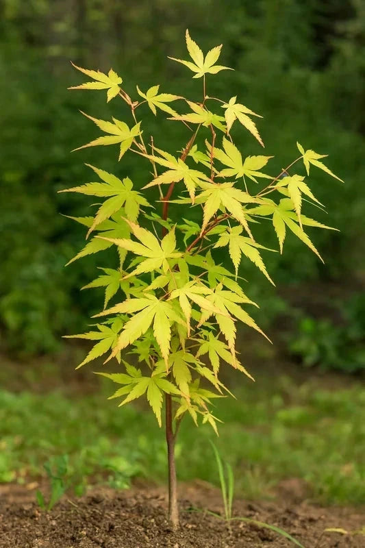 Érable du Japon 'Katsura' - Greffé - H.60/80cm - Pot de 7 litres - Image 4