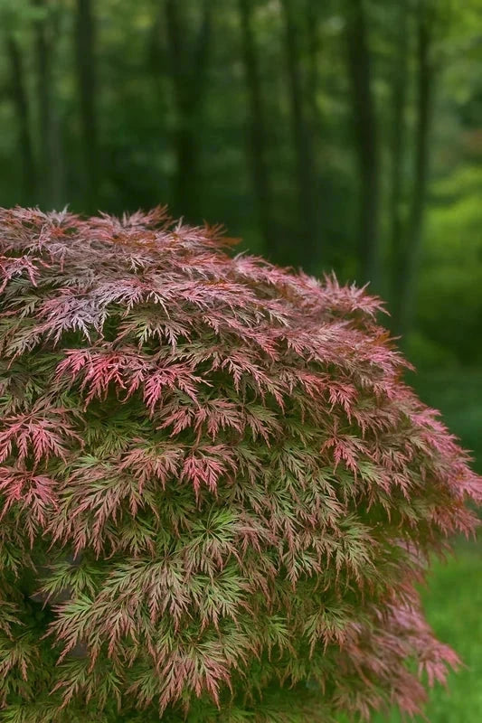 Erable du Japon 'Orangeola' - Greffé - H.125/150cm - Pot de 50 litres