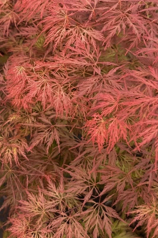 Erable du Japon 'Orangeola' - Greffé - H.125/150cm - Pot de 50 litres - Image 3