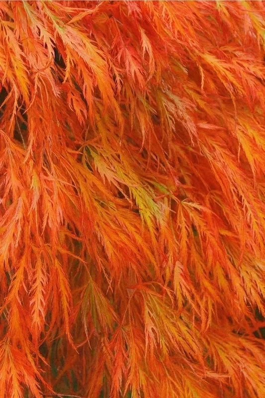 Érable du Japon 'Orangeola' - Greffé - H.80/100cm - Pot de 15 litres