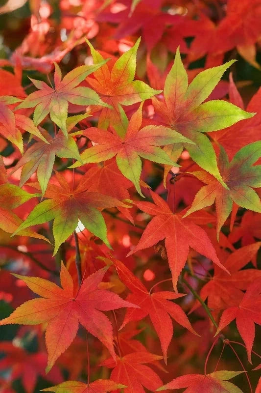 Érable du Japon 'Ozakazuki' - Greffé - H.60/80cm - Pot de 7 litres