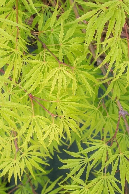 Érable du Japon 'Palmatifidium' - Greffé - H.80/100cm - Pot de 15 litres