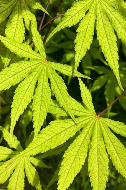 Erable du Japon 'Reticulatum Red' - Greffé - H.80/100cm - Pot de 15 litres