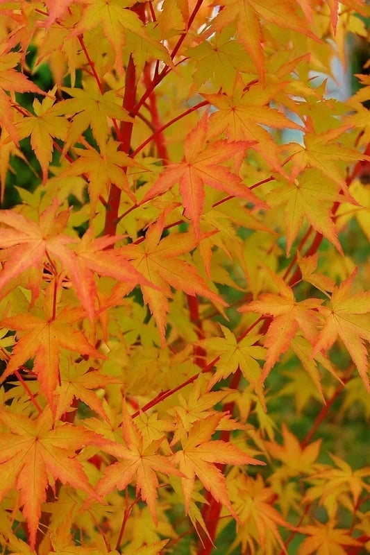 Érable du Japon 'Sangokaku' - Greffé - H.60/80cm - Pot de 7 litres