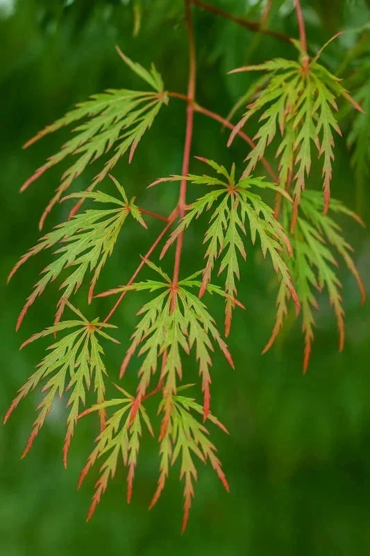 Érable du Japon 'Seiryu' - Greffé - H.80/100cm - Pot de 15 litres