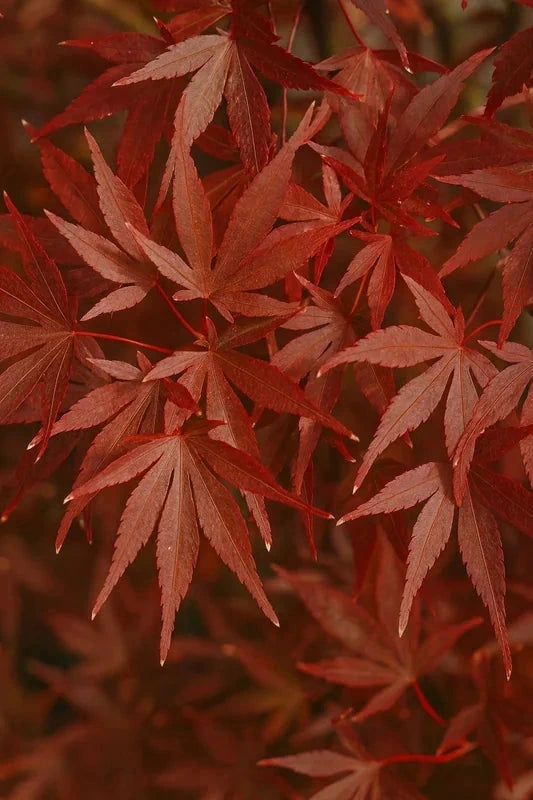 Erable du Japon 'Skeeters broom' - Greffé - H.100/125cm - Pot de 30 litres