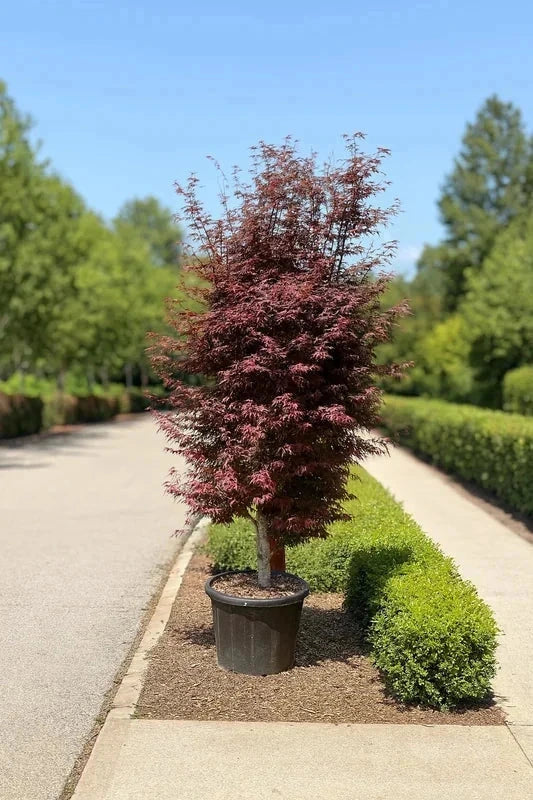 Erable du Japon 'Skeeters broom' - Greffé - H.80/100cm - Pot de 15 litres - Image 1