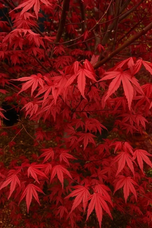 Erable du Japon 'Skeeters broom' - Greffé - H.80/100cm - Pot de 15 litres - Image 2