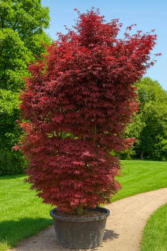 Erable du Japon 'Skeeters broom' - Greffé - H.80/100cm - Pot de 15 litres - Image 3