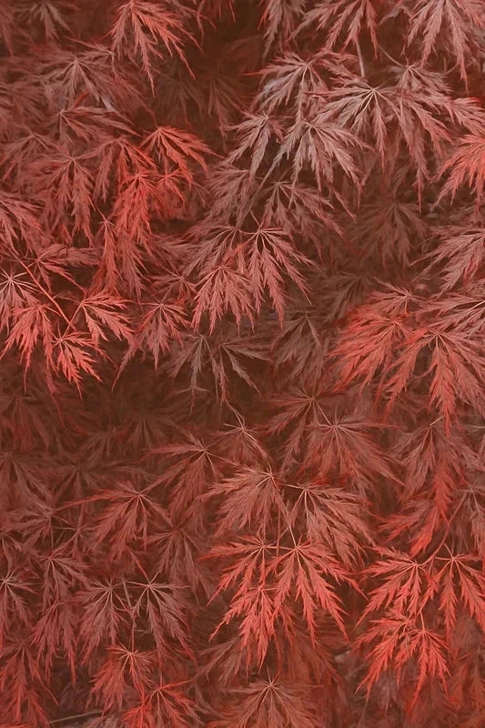 Érable du Japon 'Tamukeyama' - Greffé - H.100/125cm - Pot de 30 litres