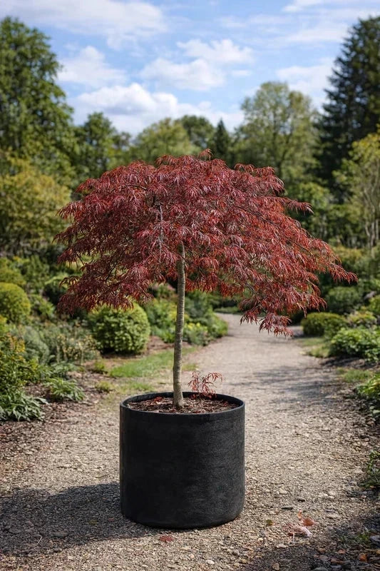 Érable du Japon 'Tamukeyama' - Greffé - H.100/125cm - Pot de 30 litres - Image 3