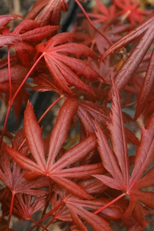 Erable du Japon 'Trompenburg' - Greffé - H.80/100cm - Pot de 15 litres