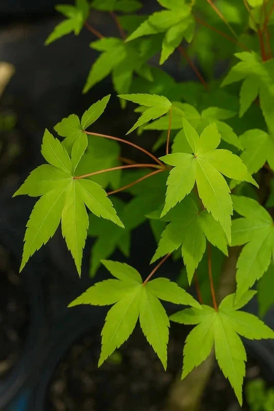 Erable du Japon 'Ueno Yama' - Greffé - H.100/125cm - Pot de 30 litres