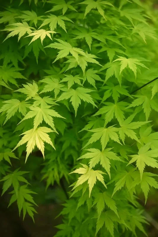 Erable du Japon 'Ueno Yama' - Greffé - H.80/100cm - Pot de 15 litres - Image 1