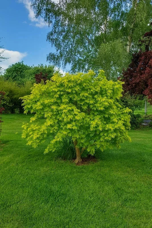 Erable du Japon 'Ueno Yama' - Greffé - H.80/100cm - Pot de 15 litres - Image 3