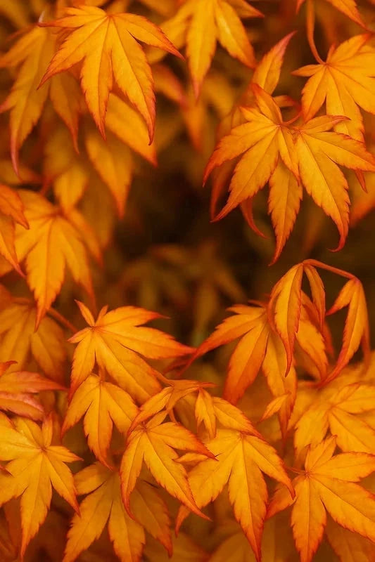 Erable du Japon 'Ueno Yama' - Greffé - H.80/100cm - Pot de 15 litres - Image 4