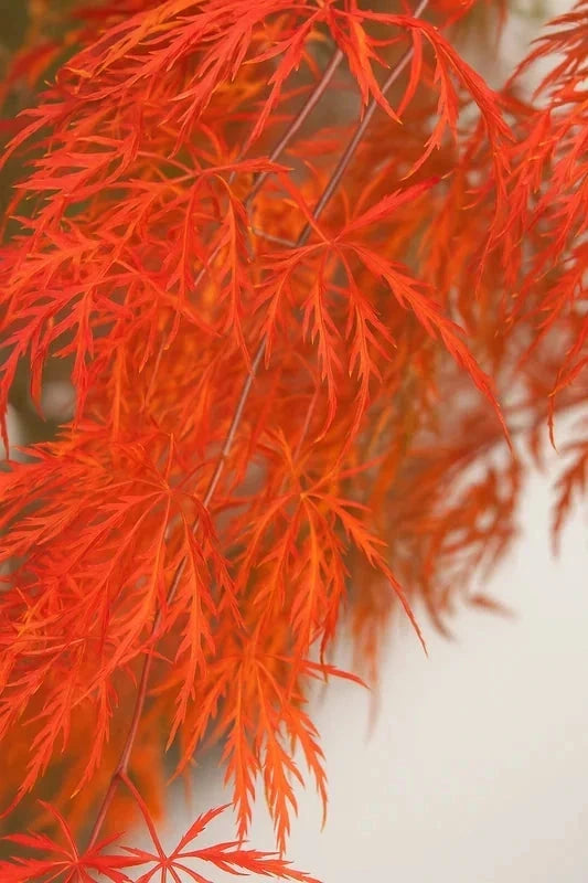 Érable du Japon 'Viridis' - Greffé - H.60/80cm - Pot de 7 litres - Image 2
