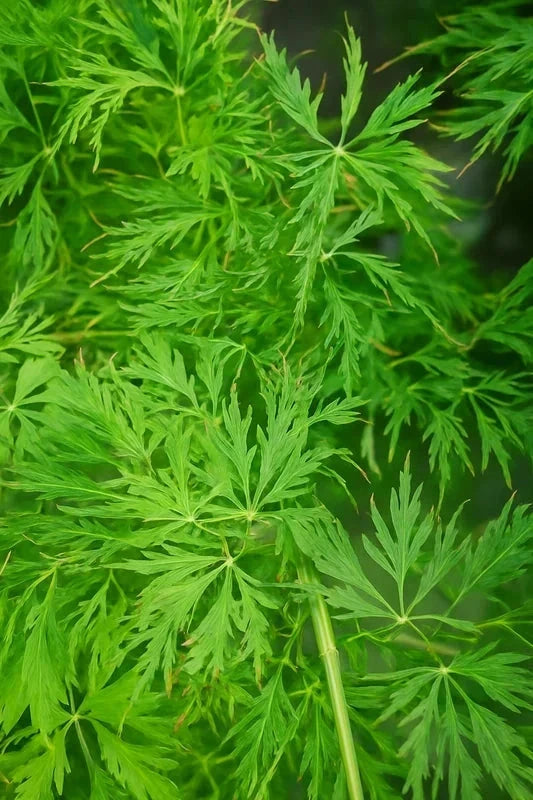 Érable du Japon 'Viridis' - Greffé - H.60/80cm - Pot de 7 litres - Image 4