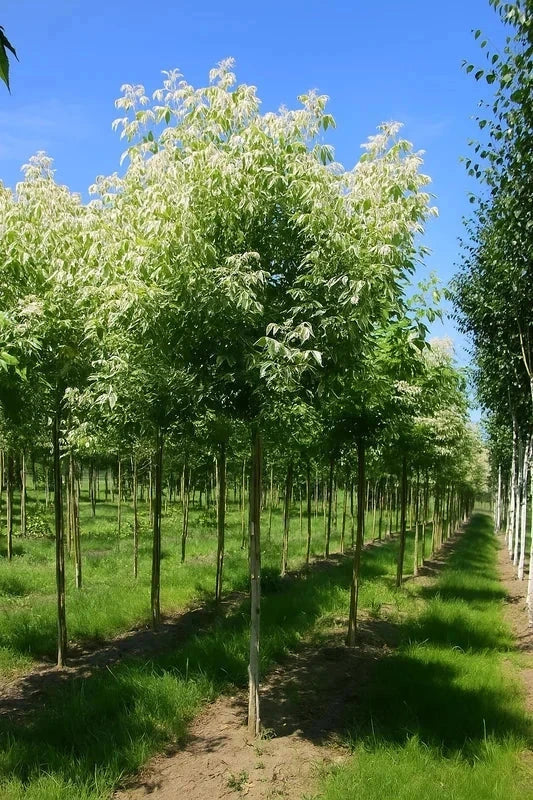 Érable negundo 'Flamingo' - Baliveau - H.175/200 cm - Pot de 15 litres