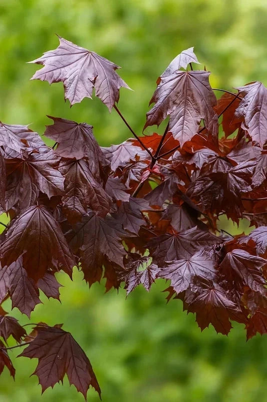 Érable plane 'Schwedleri nigrum' - Baliveau H.175/200cm - Pot de 15 litres - Image 2