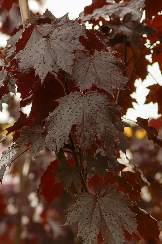 Érable plane 'Schwedleri nigrum' - Baliveau H.175/200cm - Pot de 15 litres - Image 3