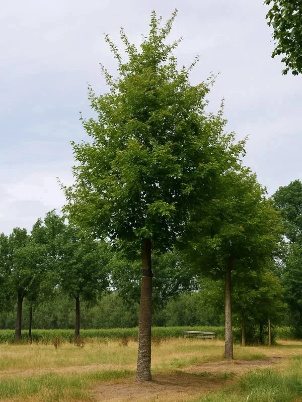 Érable zoeschense 'Annae' - Baliveau - H.175/200 cm - Pot de 15 litres - Image 1