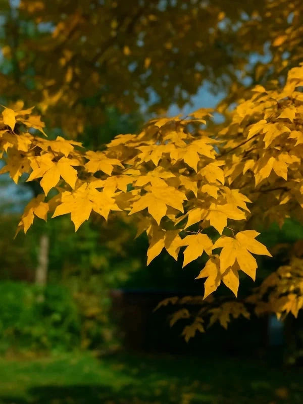 Érable zoeschense 'Annae' - Baliveau - H.175/200 cm - Pot de 15 litres - Image 3
