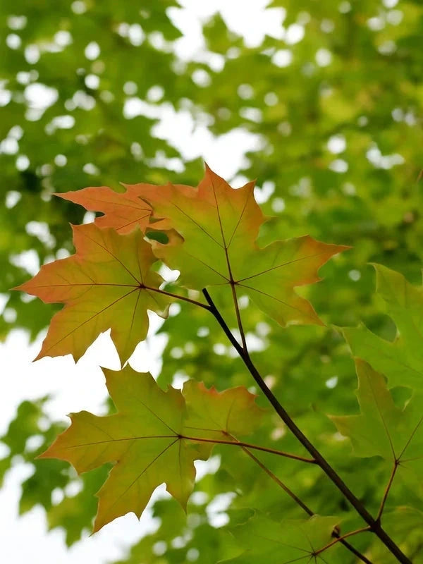 Érable zoeschense 'Annae' - Baliveau - H.175/200 cm - Pot de 15 litres - Image 4