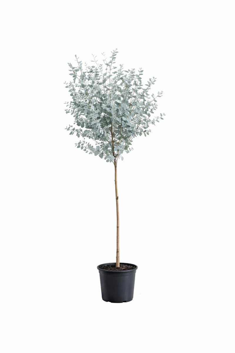 Eucalyptus  gunnii 'Azura®' - Tigette - H.100/125cm - Pot de 7,5 litres