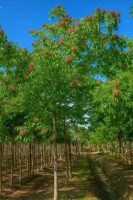 Evodia daniellii - Baliveau - H.175/200cm - Pot de 15 litres