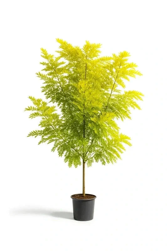 Févier d'Amérique 'Sunburst' - Baliveau - H.175/200cm - Pot de 15 litres