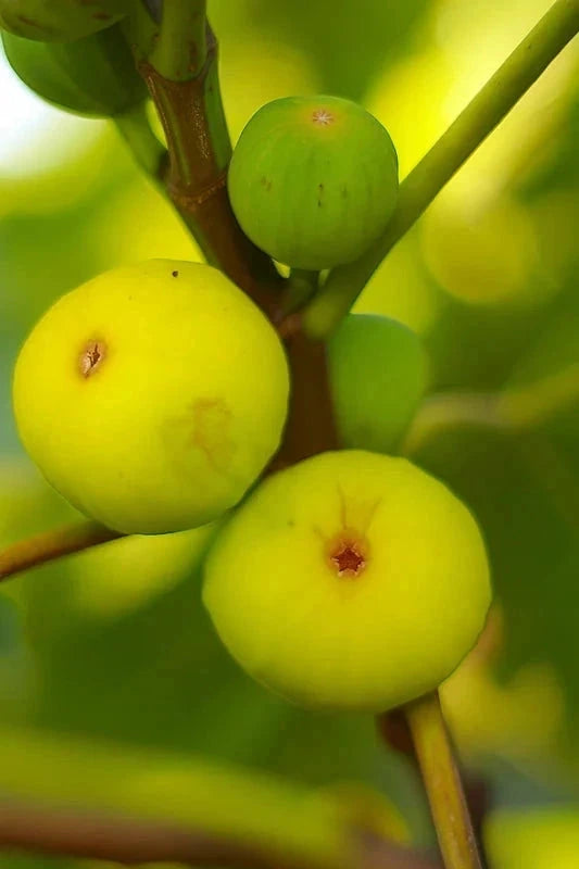 Figuier 'Col de dame blanc' - 1/2 tige - H.125/150cm - Pot de 15 litres