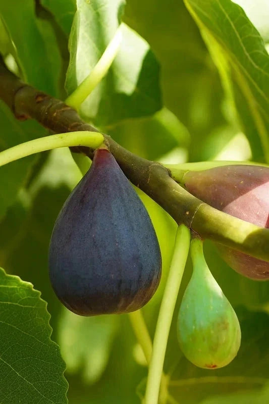 Figuier 'Napolitaine noir' - 1/2 tige - H.125/150cm - Pot de 15 litres