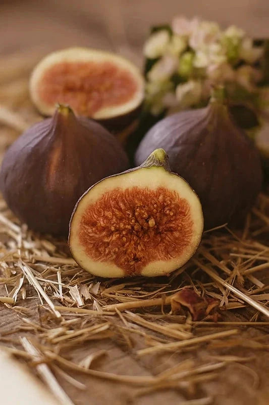 Figuier 'Violette de Sollies' - 1/2 tige - H.125/150cm - Pot de 15 litres