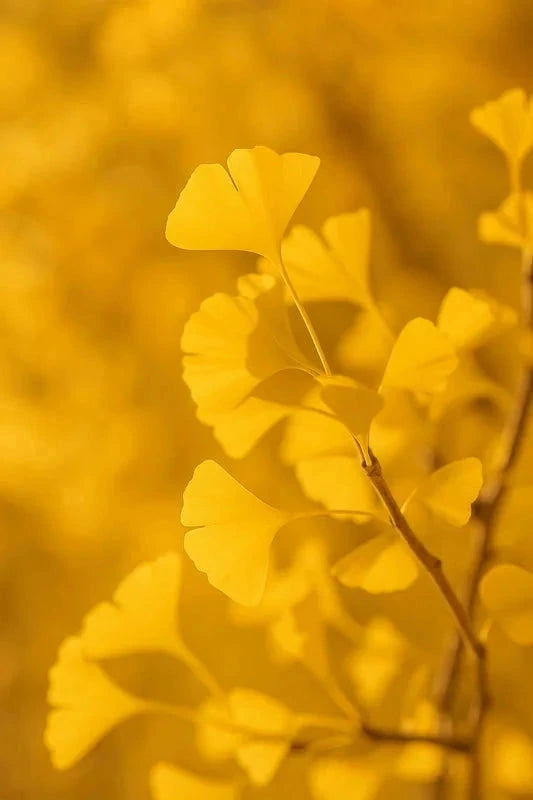 Ginkgo biloba 'Fastigiata Blagon' - H.150/175cm - Pot de 15 litres - Image 4