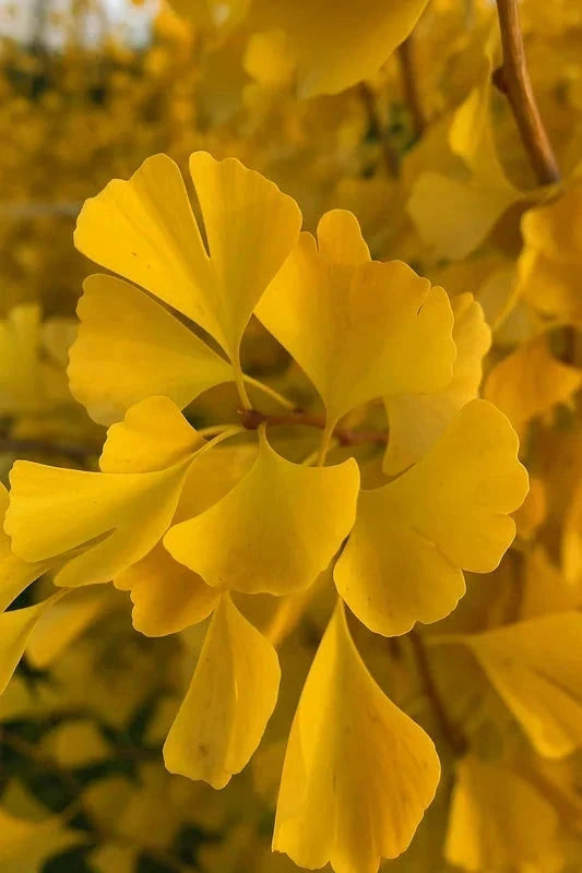 Ginkgo biloba 'Fastigiata Blagon' - H.150/175cm - Pot de 15 litres - Image 5