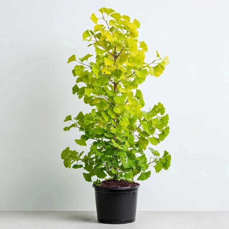 Ginkgo biloba 'Fastigiata Gold Flame' - H.125/150cm - Pot de 15 litres