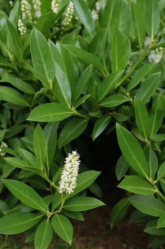 Haie de laurier du Caucase 'Dart's' - 15 mètres - Pot de 2 litres - Image 4