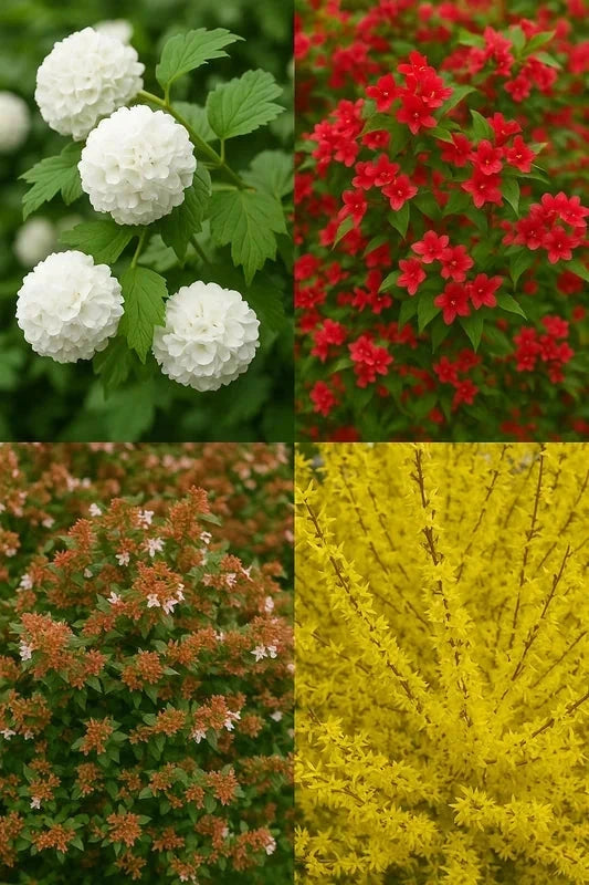 Haie fleurie - 10 mètres - Pot de 2 litres