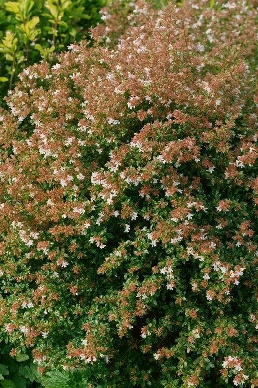 Haie fleurie - 30 mètres - Pot de 2 litres - Image 6